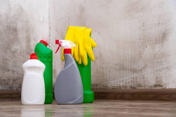 University, MS Mold Removal Company